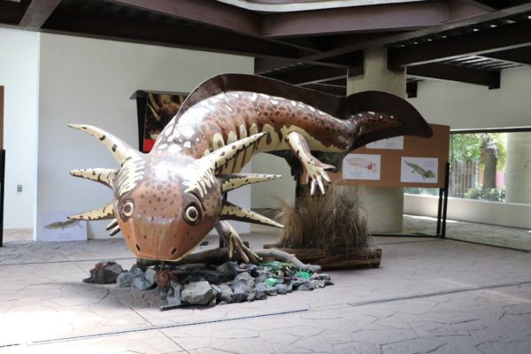 Se inaugura el museo del Axolote en el zoológico de Chapultepec